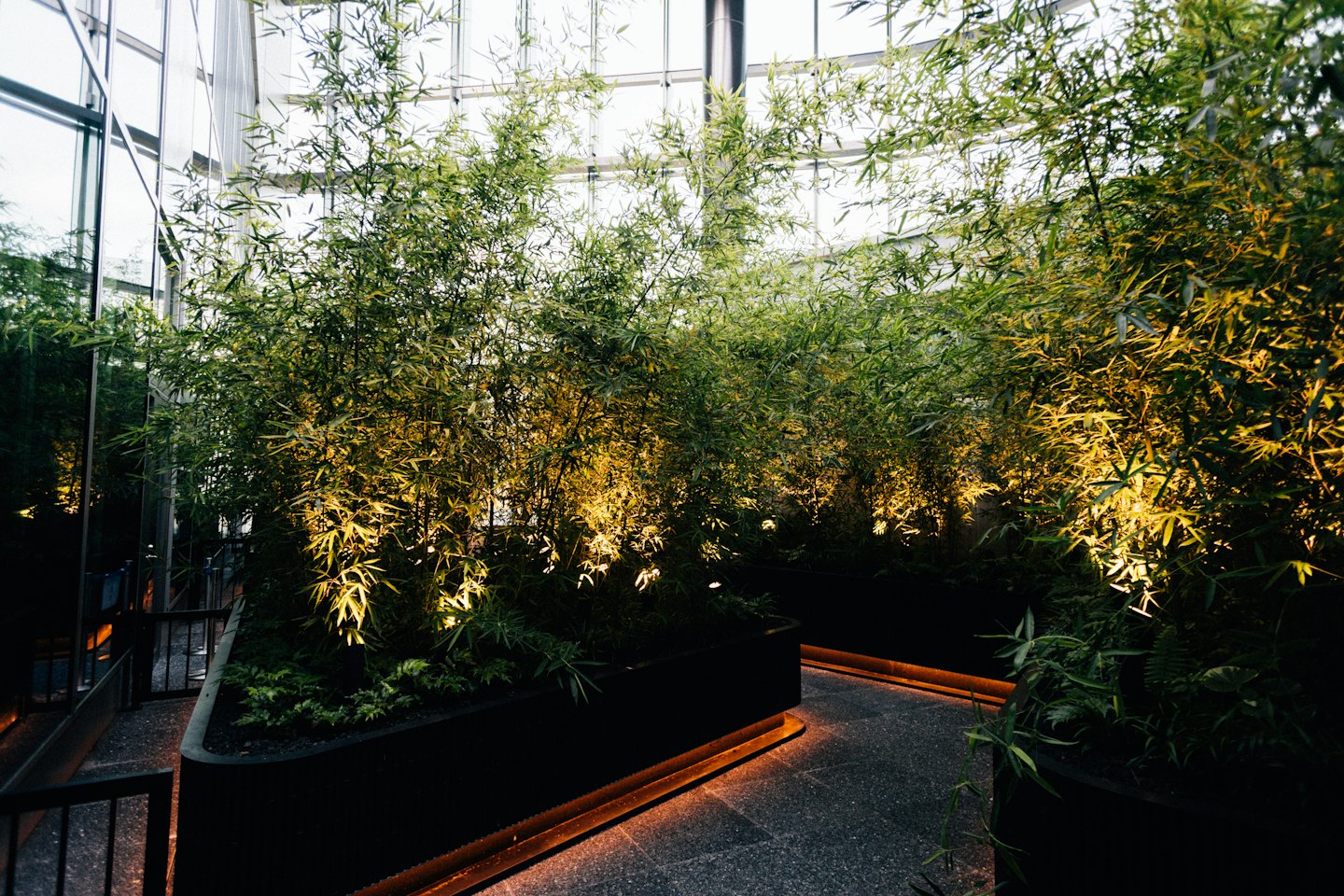 Bamboo and ferns grow in curved planters inside a glass room.